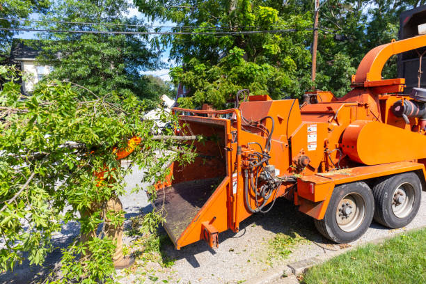 Trusted Maggie Valley, NC Tree Service Experts